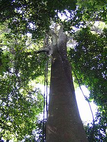 jelutung (Dyera costulata, syn. D. laxiflora)