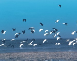 ribuan burung migran