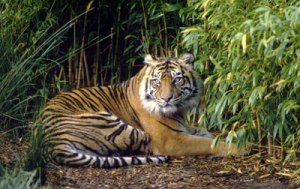 Harimau Sumatera (Panthera tigris sumatrensis)