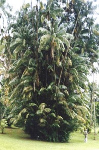 Nibung (Oncosperma tigillaria)