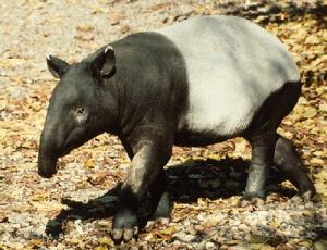 tapir (Tapirus indicus)